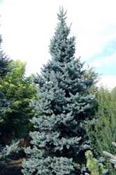     Picea pungens Schovenhorst